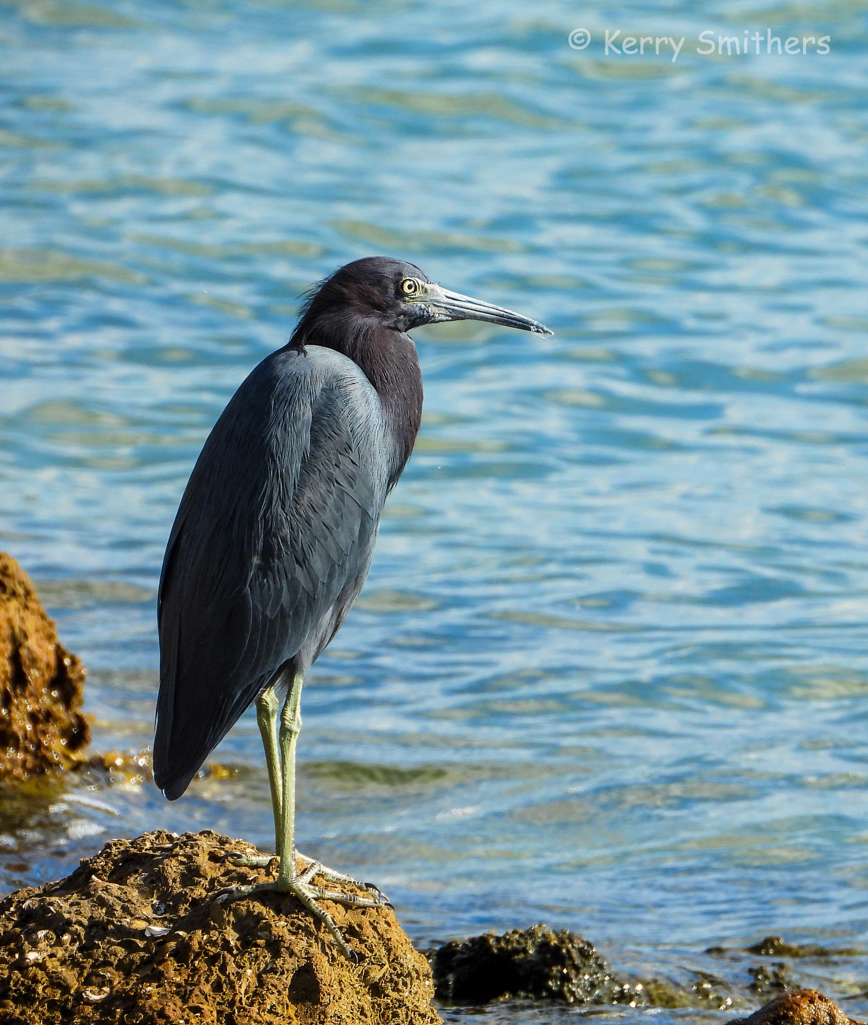 Little Blue Heron Img