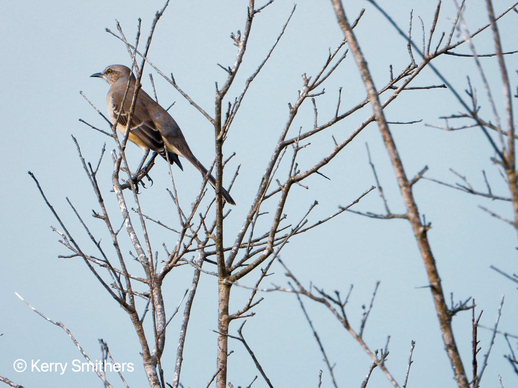 Northern Mockingbird